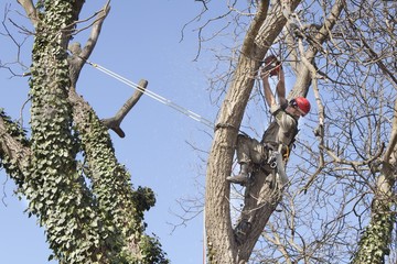 An arborist using a chainsaw to cut a walnut tree