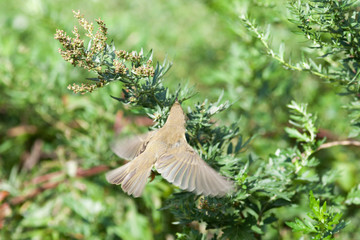 Leaf warbler (Phylloscopus sp)