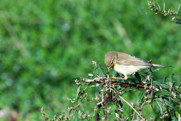 Leaf warbler (Phylloscopus sp)