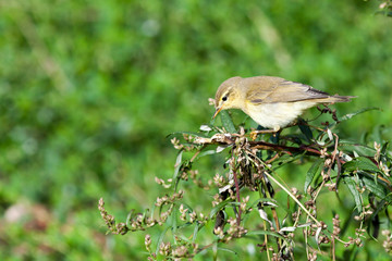 Leaf warbler (Phylloscopus sp)
