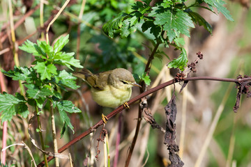Leaf warbler (Phylloscopus sp)