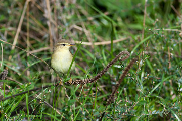 Leaf warbler (Phylloscopus sp)