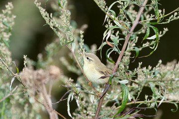 Leaf warbler (Phylloscopus sp)