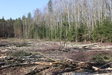 deforestation and logging