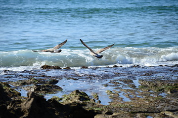 Fototapeta na wymiar Beach with seagull