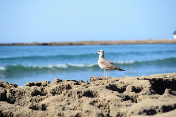 Beach with seagull
