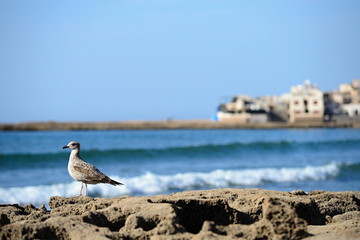 Beach with seagull