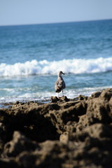 Beach with seagull