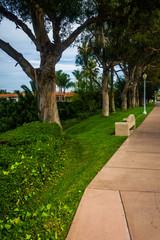Trees along a sidewalk, on Lido Isle, in Newport Beach, Californ