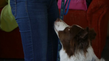 Assistance dog bumping into gentleman.