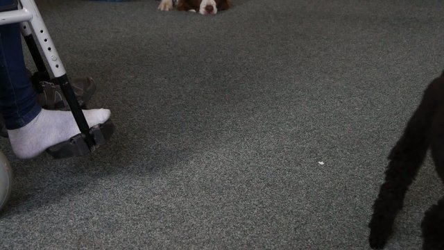 Assistance dog helps undress sock on the foot