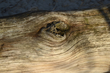 Trunk of an old  dried up tree