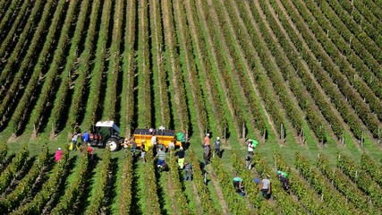 Grape pickers harvesting grapes in Bordeaux vineyards 