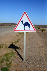 camel
