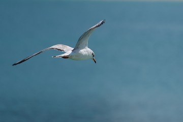 Seagull flying over the sea, looking down