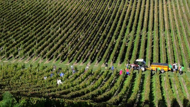 Grape pickers harvesting grapes in Bordeaux vineyards 
