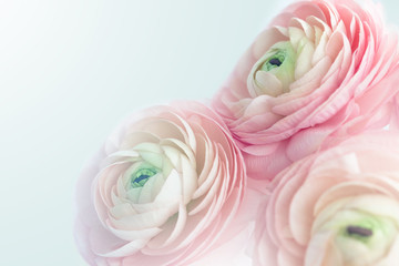 Closeup of pink ranunculus