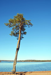 Big pine at the lake shore at sunny day