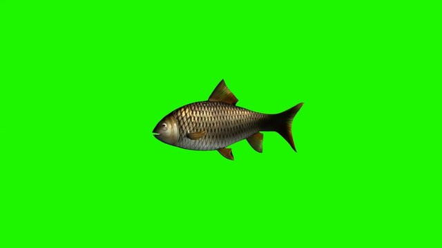 fish swimming fast - 3 different views - green screen