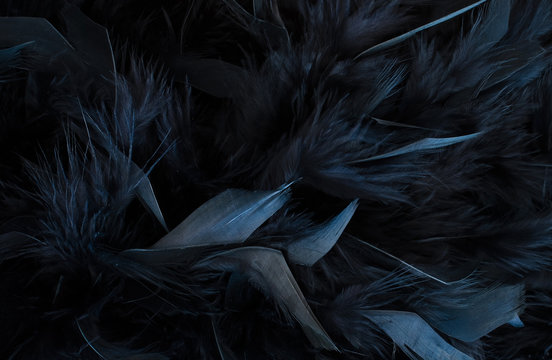 black feather