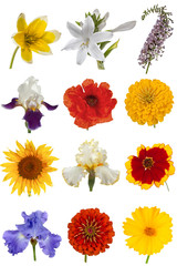 Naklejka premium Flower collection, isolated on white background