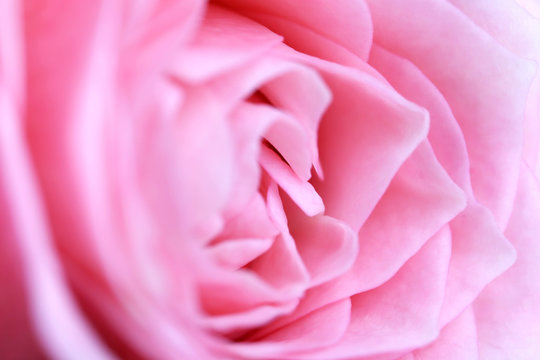 Beautiful pink rose close up