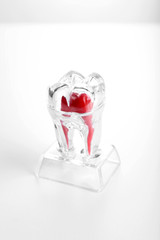 Human tooth model isolated on white