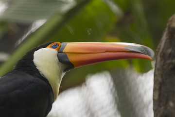 Toucan Toco portrait
