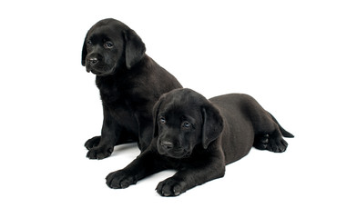 black labrador puppy