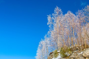 Деревья нагорья Лаго-Наки на фоне синего неба
