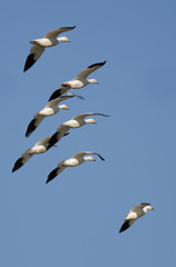 Flock of Snow Geese Flying in the Blue Sky