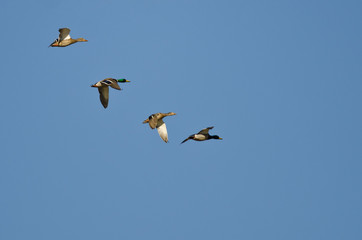 Four Mallard Ducks Flying in a Blue Sky