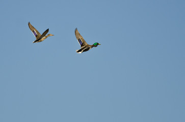 Pair of Mallard Ducks Flying in a Blue Sky