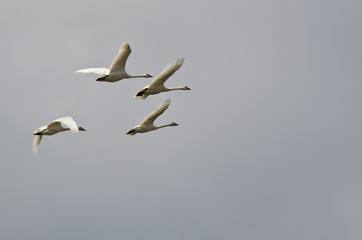 Four Tundra Swans Flying in a Cloudy Sky