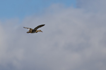 Lone Gadwall Flying Above the Clouds