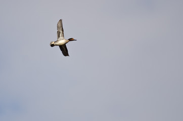Male Green-Winged Teal Flying in a Cloudy Sky