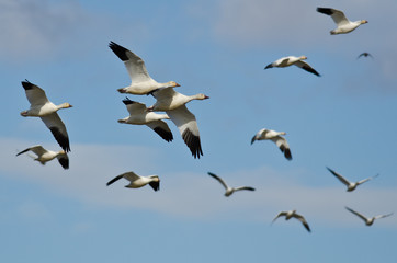 Flock of Snow Geese Flying in a Cloudy Sky