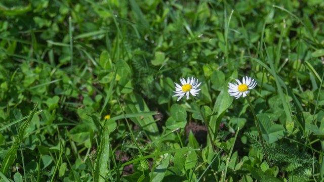 Daysies; Nice close-up time-lapse of some daisies