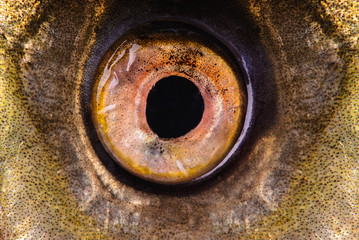 Naklejka premium zbliżenie rybie oko