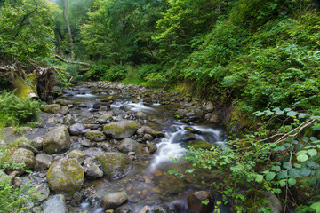 Stony stream in woodland