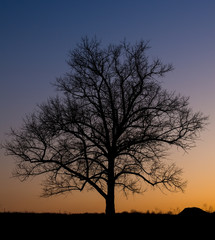 Big oak silhouette