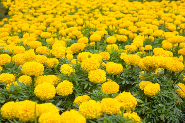Marigold flower
