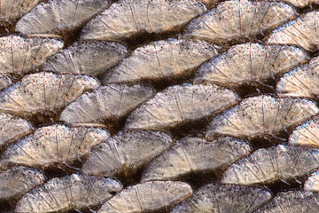 fish scale close-up macro © vrozhko