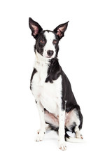 Naklejka na ściany i meble Beautiful Black and White Color Crossbreed Dog Sitting