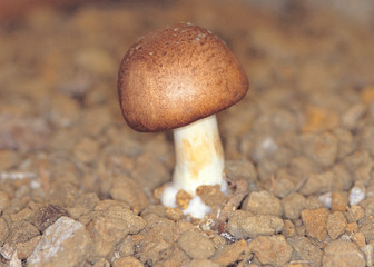 버섯과 자갈