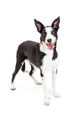 Cute and Happy Collie Crossbreed Dog Standing