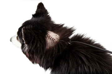 Obraz premium Dog with stitches on a wound from surgery