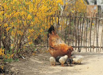 봄날의 닭