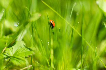 ladybug