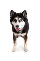 Happy and Attentive Alaskan Malamute Crossbreed Dog